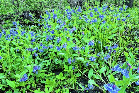 Where Bluebells Grow Photograph By Bonfire Photography