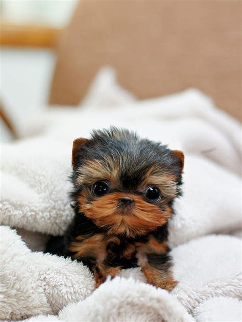 5 Fun Facts About Yorkshire Terrier Yorkshireterrierfacts Cute Baby