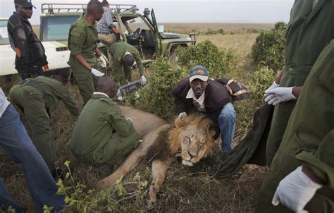Kenya Hi Tech Help To Stop Human Lion Conflict