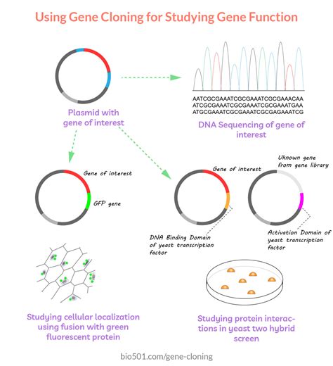 Complete Guide To Gene Cloning Bio 501