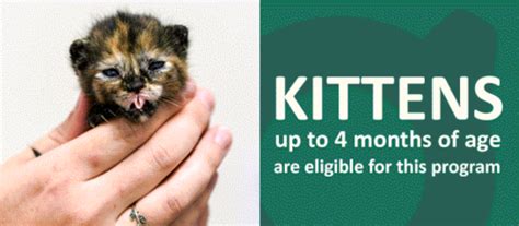 Kitten Shelter Diversion — Operation Catnip