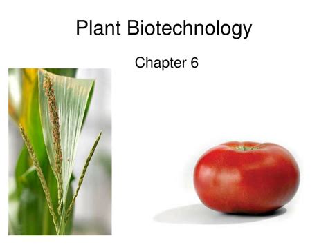 Ppt Plant Biotechnology Powerpoint Presentation Free Download Id