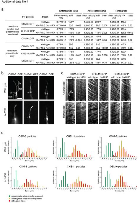 Kiaa0556 Is A Novel Ciliary Basal Body Component Mutated In Joubert