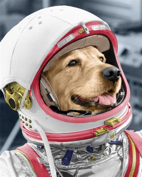 Dog In Space Suit Loankas