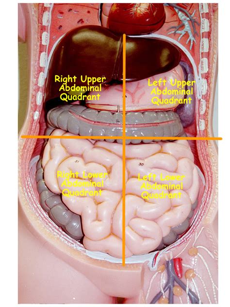 Abdominopelvic Cavity Bony Landmarks Organs Regions