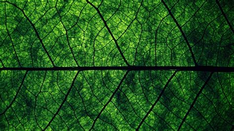 Aesthetic Green Desktop Wallpapers Wallpaper Cave
