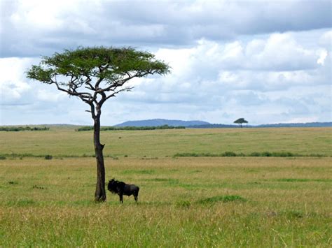 The Magical Maasai Mara Africa Geographic