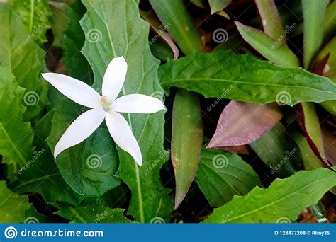 5 Petal White Flower Stock Photo Image Of Beautiful 128477208