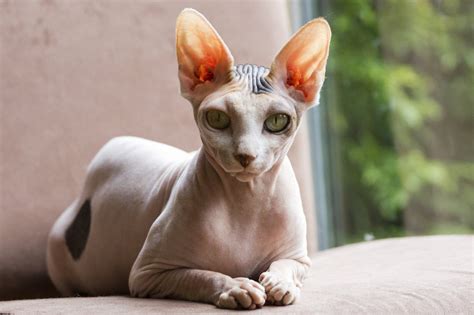14 Cool Facts About Sphynx Cats Petpress Sphynx Cat Hairless Cats
