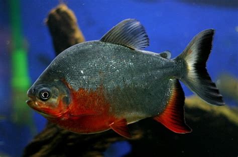 Panduan Lengkap Cara Budidaya Ikan Bawal Bagi Pemula Agar Sukses