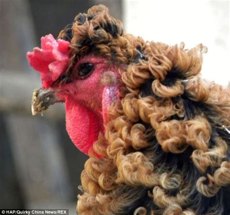 The Chinese Chicken That Looks Like It Has Had A Perm Daily Mail Online