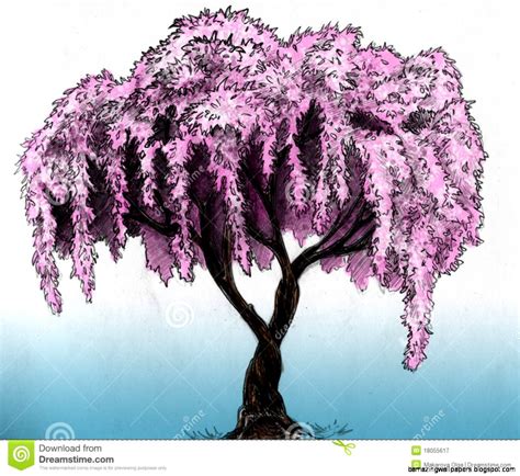 Cherry Blossom Tree Drawing Amazing Wallpapers