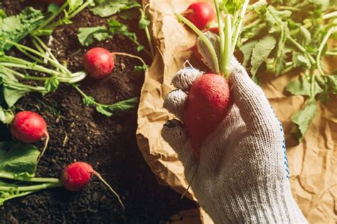 Ako Pripraviť Záhradu Na Jar Príprava Pôdy Na Sadenie Kedy Rýľovať