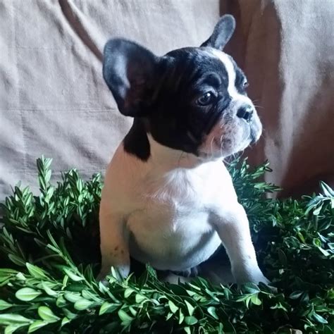 Unlike other dog breeds, frenchie females usually deliver one or two puppies. Cali French Bulldogs | Ask Frankie Breeder Directory