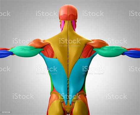 Anatomía Humana Grupos Musculares Torso Detrás Ilustración 3d Foto De