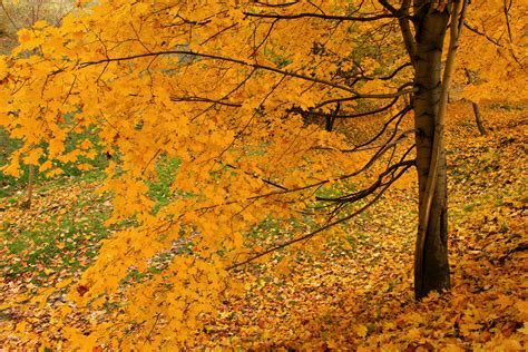 Wallpaper Sunlight Trees Landscape Colorful Forest