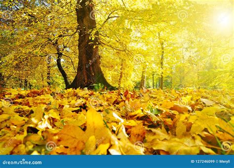 Yellow Autumn Forest Stock Image Image Of Ground Backgroumd 127246099