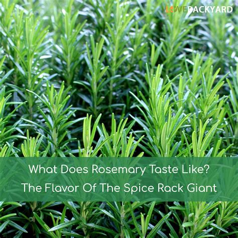 What Does Rosemary Taste Like The Flavor Of The Spice Rack Giant Last Updated Jan 2020