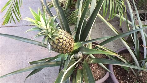 Growing Procedure Of Pineapple At Home Organic Terrace Garden