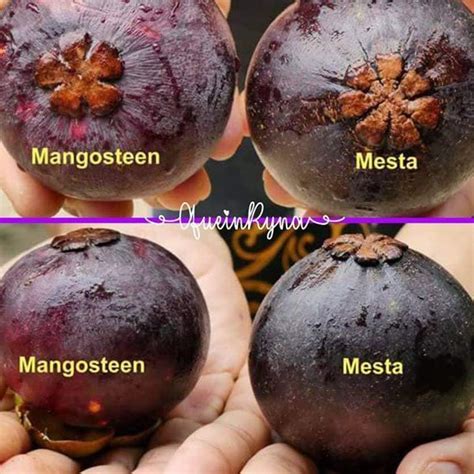 Buy Mangosteen Mesta Seedling Fruit Plant Greens Of Kerala