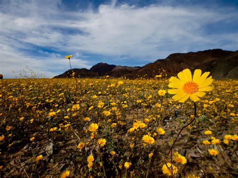 In what could be a rare 'super bloom', death valley is transforming from a valley of death to a valley of life.if you get the chance to see a bloom in. Death Valley's Rare 'Super Bloom' Covers Desert With ...
