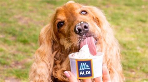 Aldi Is Launching Doggy Ice Cream For Just £299 And We Need It The