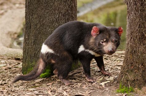 Tasmanian Devil Facts Pictures Diet Character Behavior