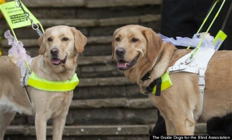 Blind Couple Weds After Guide Dogs Bring Them Together Huffpost