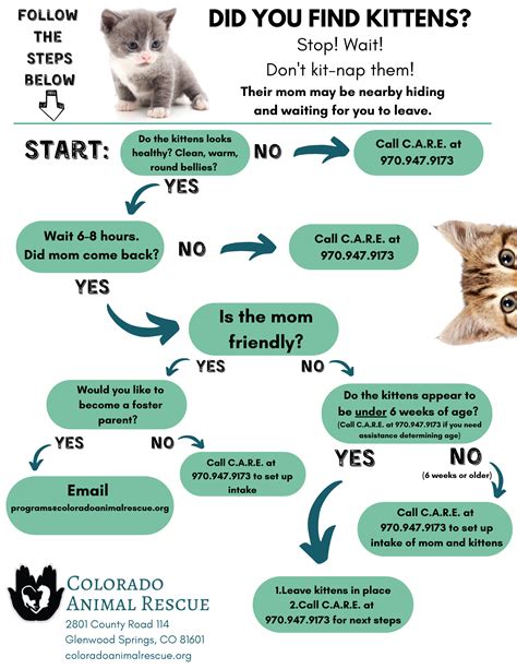 Have You Found Kittens Here Is The Next Step Colorado Animal Rescue