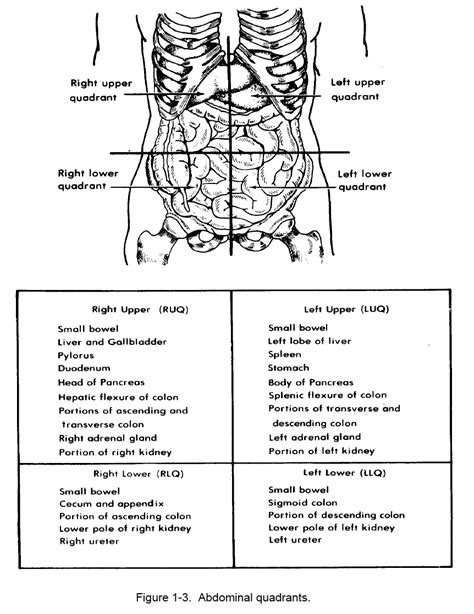 Figure 1 4 Abdominal Regions Nursing Care Related To The