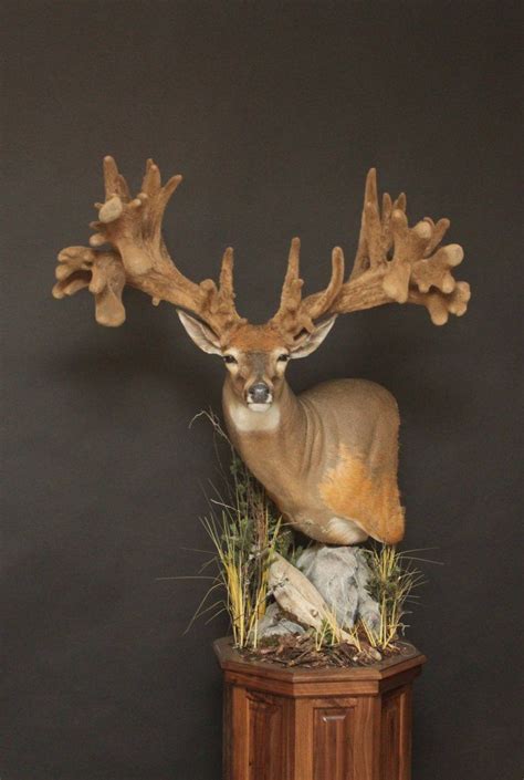 Whitetail — Orion Taxidermy Whitetail Deer Pictures Whitetail Deer Hunting Whitetail Deer