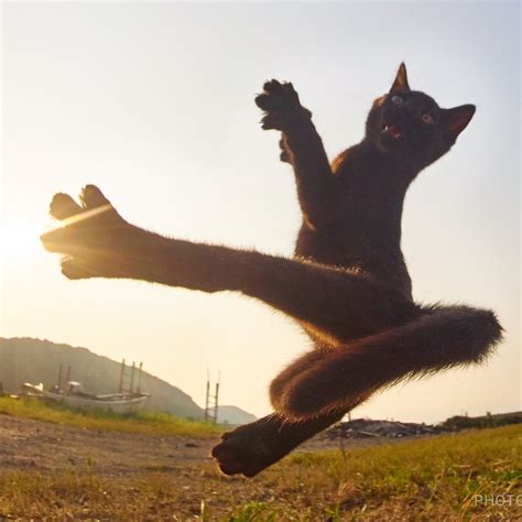 Photographer Captures The Secret World Of Ninja Cats Joyenergizer
