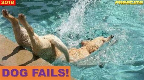 Funniest Dog Fail Compilation 2018 Pt1 Youtube