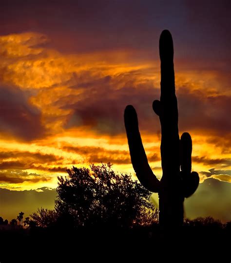 Saguaro Silhouette Photograph By Robert Bales Fine Art America
