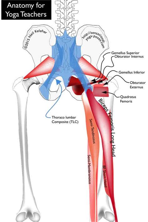 • common action is external rotation • powerful external rotation of the hip is. Hip Muscles Diagram - Click on the labels below to find out more about your muscles.