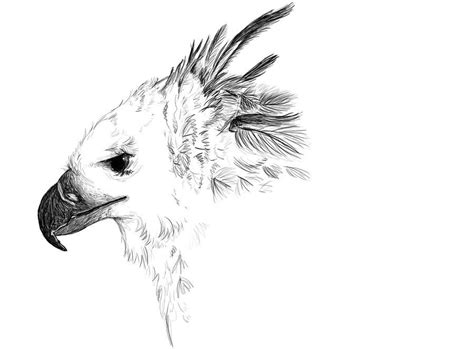 Harpy Eagle Sketch By Golden Plated Eagle Sketch Harpy Eagle Eagle