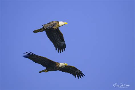 Two Bald Eagles Backcountry Gallery Photography Forums