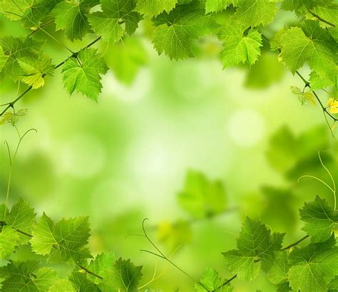 ใบไม้ สีเขียว ธรรมชาติ 4k วอลล์เปเปอร์ Hd Wallpaperbetter