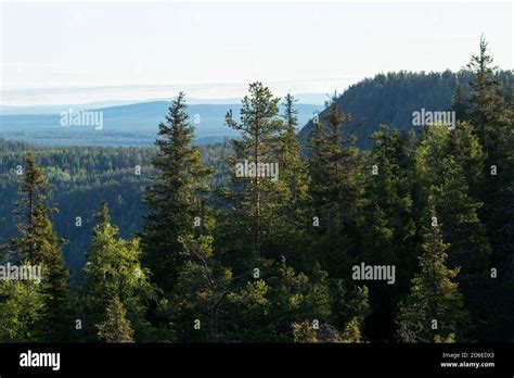 View Of Summery Taiga Forest With Hills And Mountains Shot From