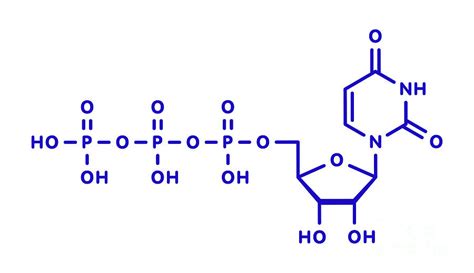 Uridine Triphosphate Nucleotide Molecule Photograph By Molekuul Science