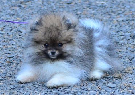 Lavender Pomeranian Puppy Pets Lovers
