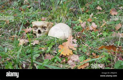 Real Human Skull Cut On Half In Nature Meadow Grave Crime Scene Stock