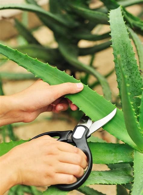 How To Prune A Succulent Plant: Tips On Pruning Succulent Plants