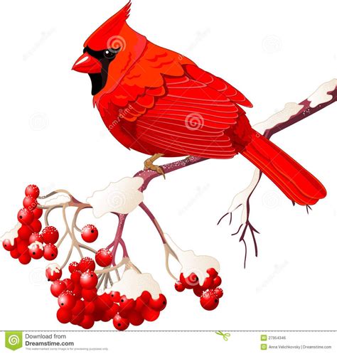 Clipart Of Cardinal 10 Free Cliparts Download Images On Clipground 2024