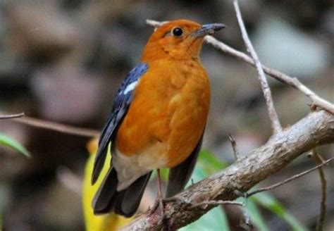 Burung anis kembang juga termasuk burung monomorfik dimana kenampakan jantan dan betina sama. Tips Cara Menbedakan Burung Anis Merah Jantan Betina ...