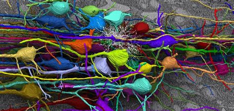 New Technology Reveals The Genetic Origin Of Newborn Neurons In The Brain
