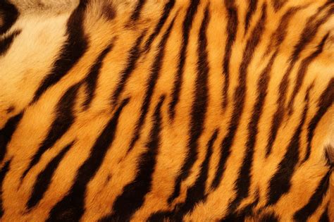 Tiger Skin Wallpapers Top Free Tiger Skin Backgrounds Wallpaperaccess