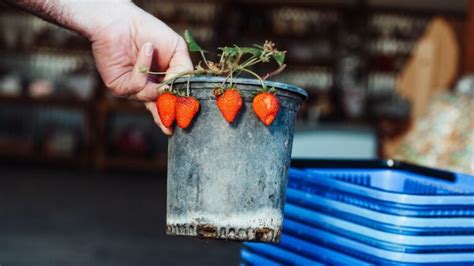 Winterizing Strawberry Plants The Rustic Elk