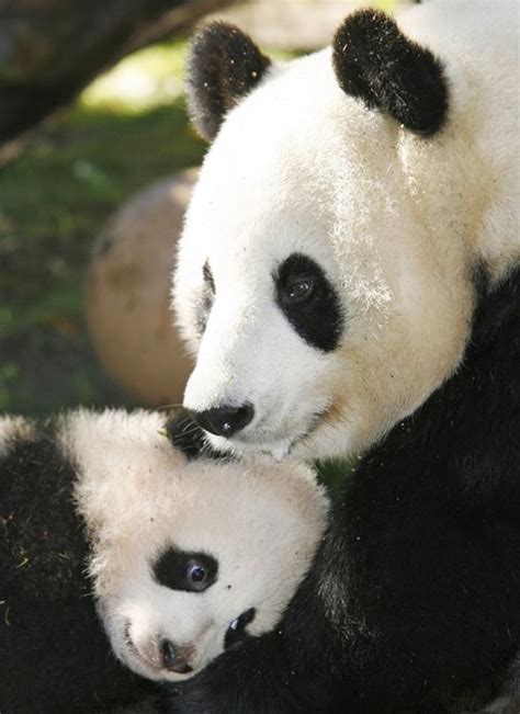 Panda Cub Born At San Diego Zoo The Boston Globe