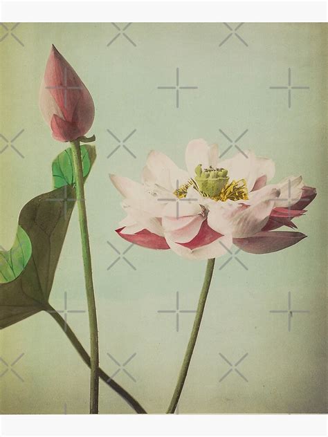 Japanese Lotus Flower Colorized Photo Traditional Japanese Art Art